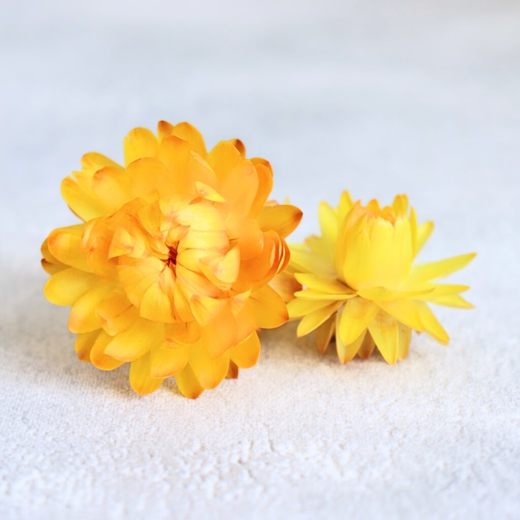 Sušená slaměnka květ žlutá – dekorace pro DIY projekty, věnce a sezónní aranžmá